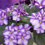 African Violets for houseplants and Gift ideas