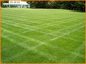 Centipede Grass Care Sheet