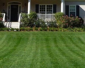 Survival Of The Greenest – How To Sustain A Healthy Turf