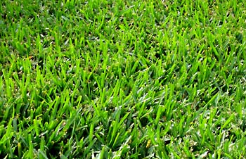 Bermuda and Zoysia Care Sheet
