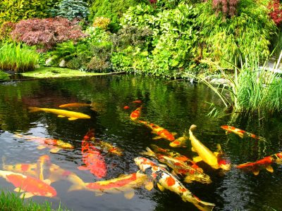 Wanting To Build A Pond?