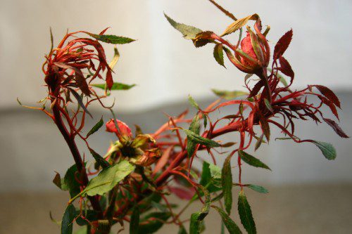 Why Are The Tops Of My Knock Out Roses This Strange Red Color?