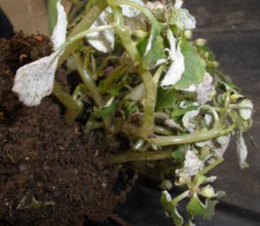 Whats wrong with my poor Impatiens?