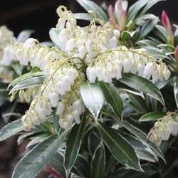 OF THE VARIEGATED VARIETY: Variegated Shrubs for the Landscape
