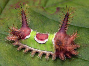 Caution : Saddleback Caterpillar
