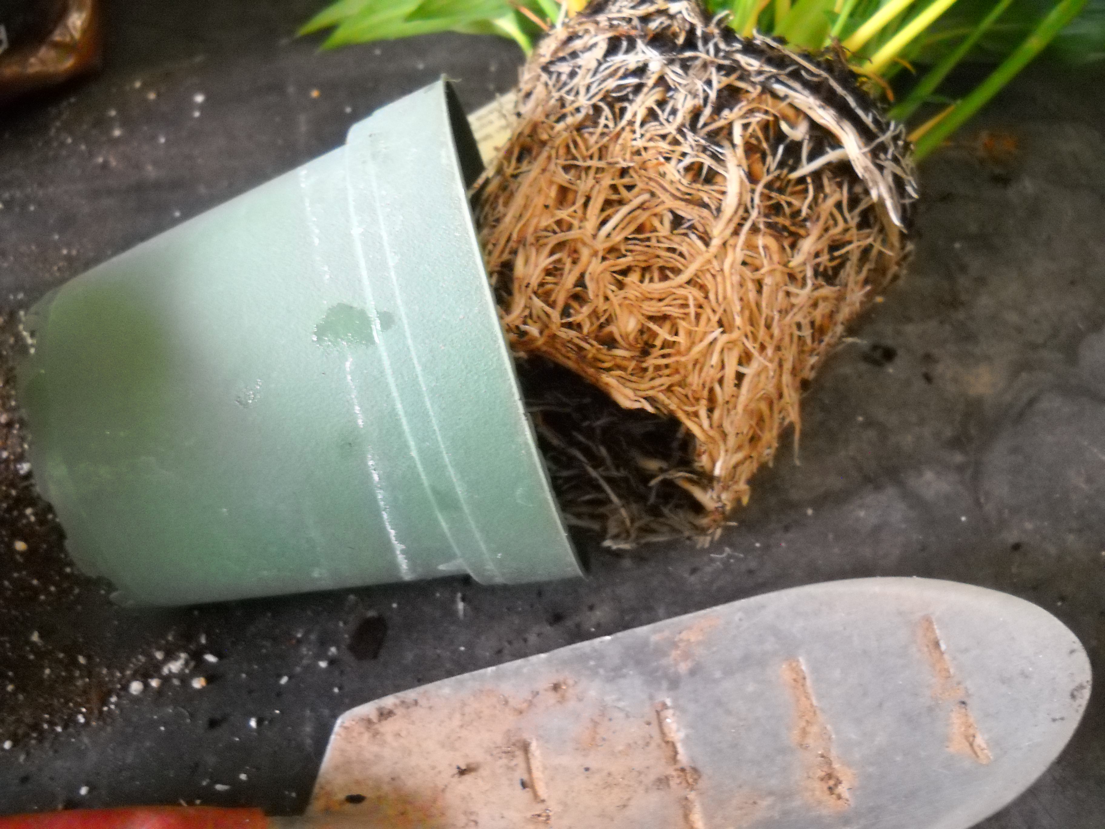 Root Bound – A Story Of A Girdled Houseplant