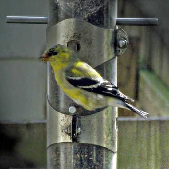 Lay Out The Welcome Mat For Birds
