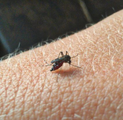 Avoid Your Chance Of Catching West Nile, Invest Is Mosquito Repellent That REALLY Works!