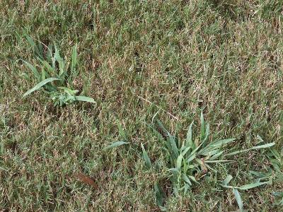 Don't Get Crabby - Prevent Winter Weeds NOW! | South Pleasantburg ...