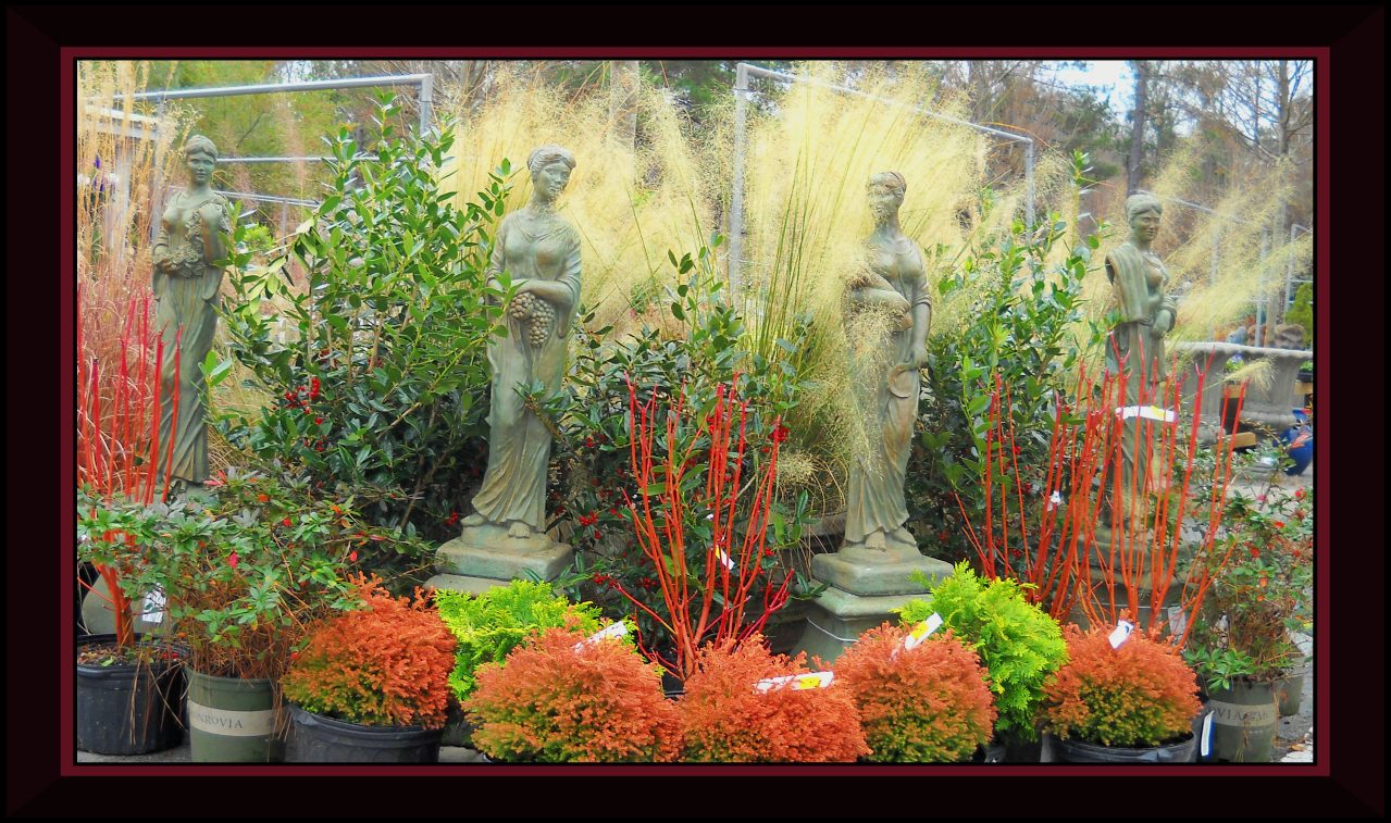 The December Showcase Of Plants