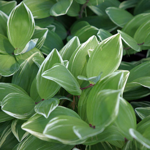 Perennial Plant of the Year 2013: Variegated Solomon’s Seal