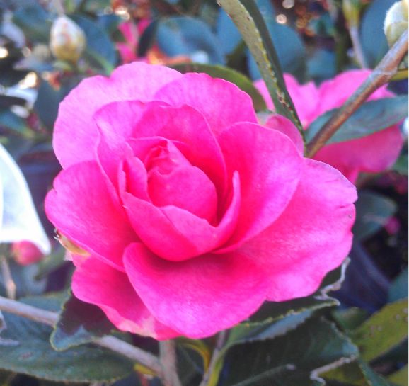 February Showcase Of Plants