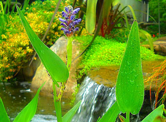 A Cyber Voyage Through Our Pond Department