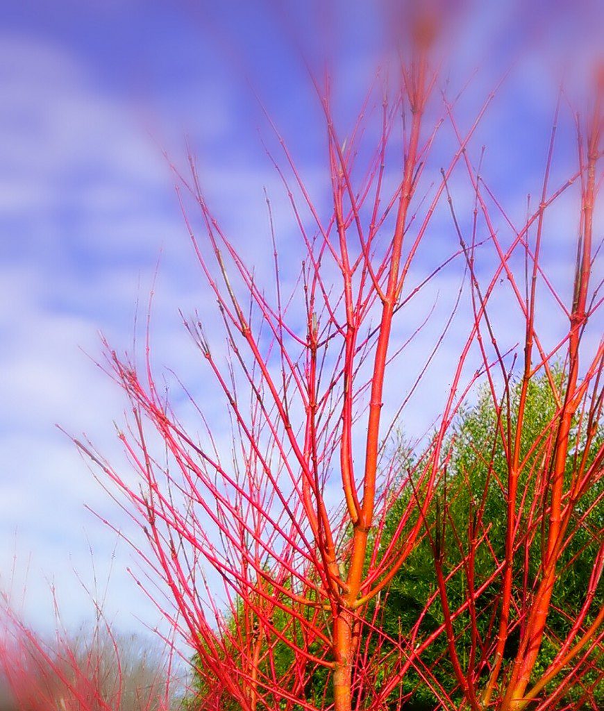 Sago Kaku Japanese Maple, Coral Bark Maple For Those Less Wordy