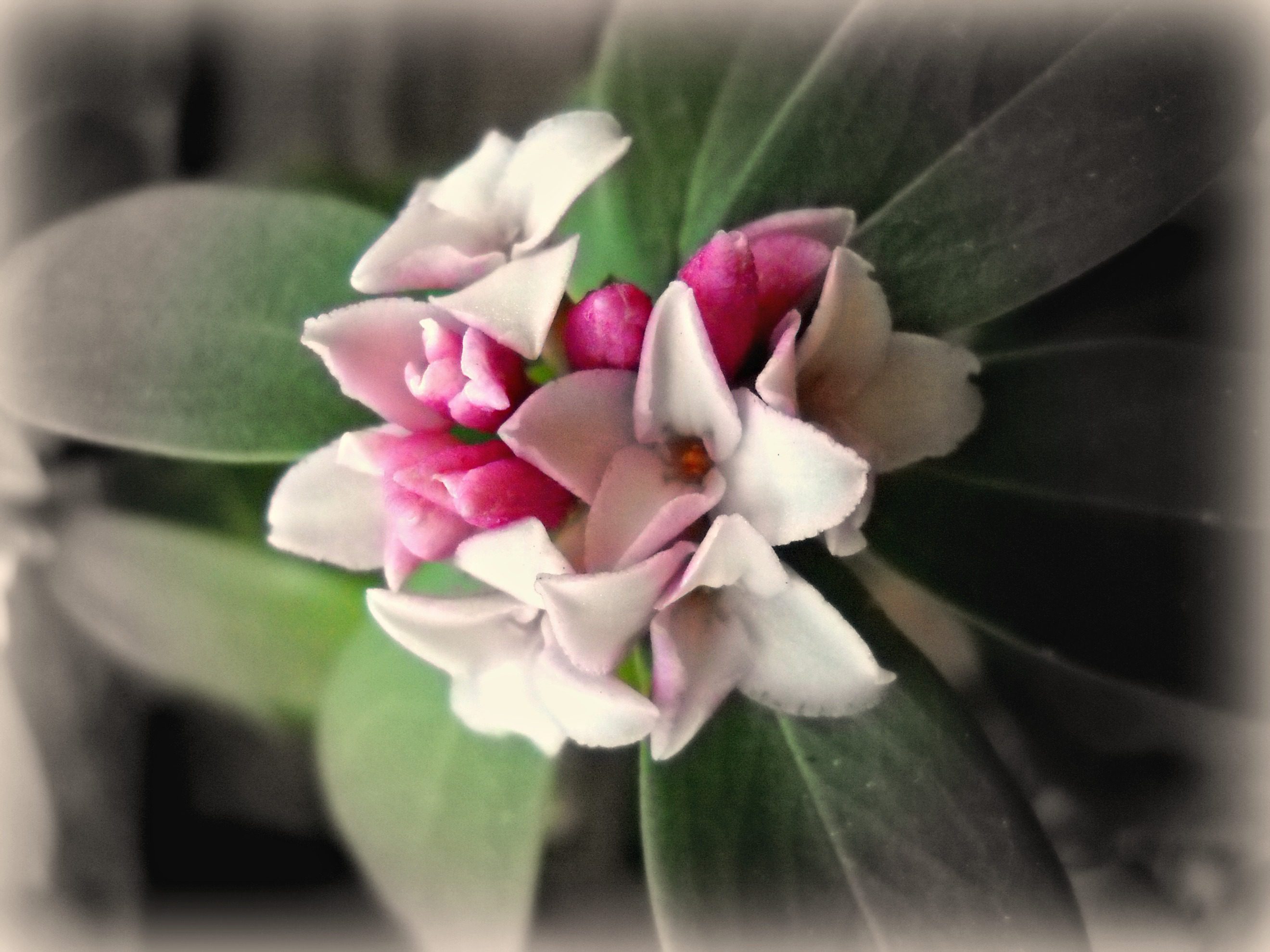 Winter Daphne – We’ve Got ‘Em