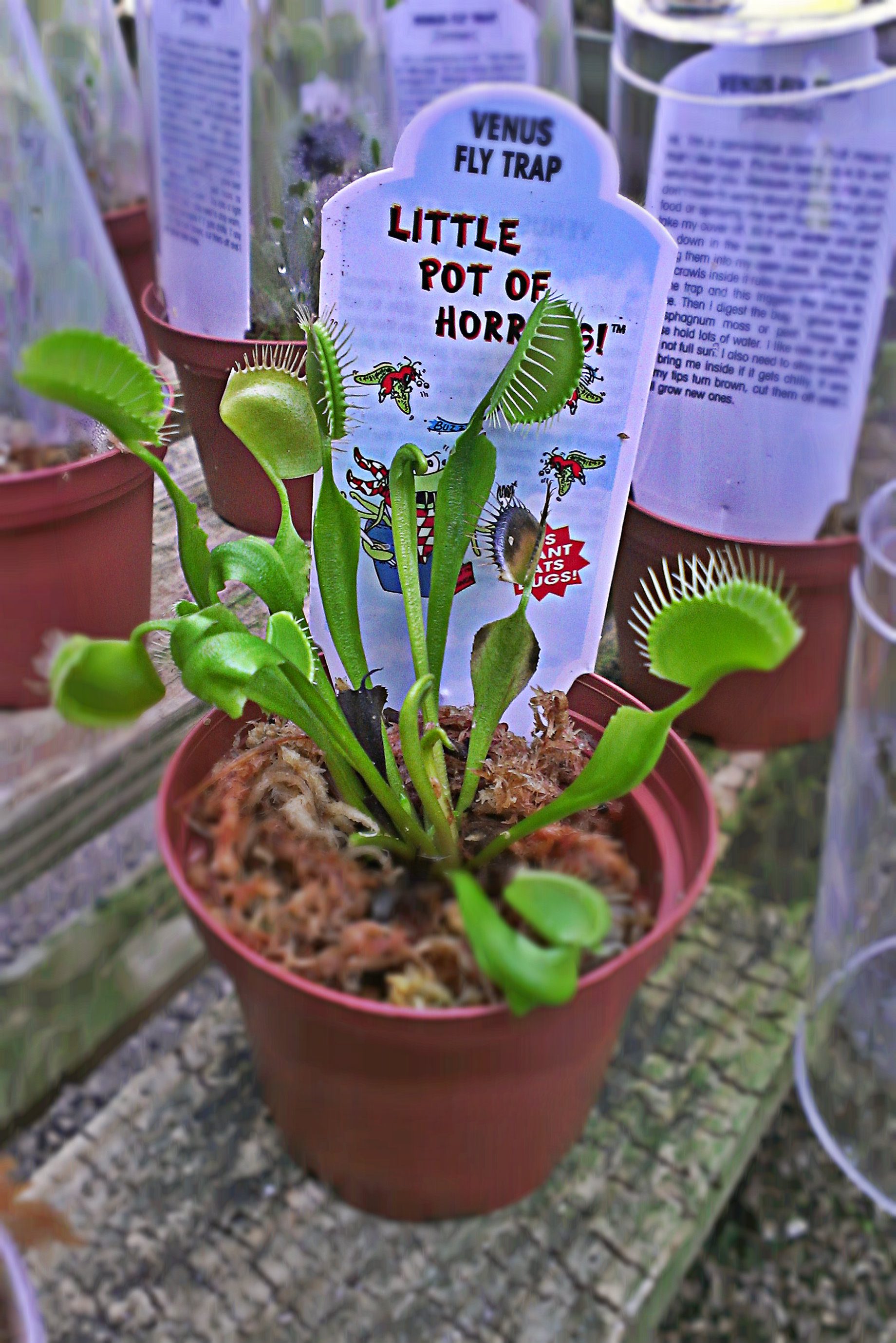 Venus Fly Traps! We’ve Got ‘Em!