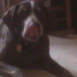 Doggie Day At The Nursery – Let The Dog Days Of Summer Begin!