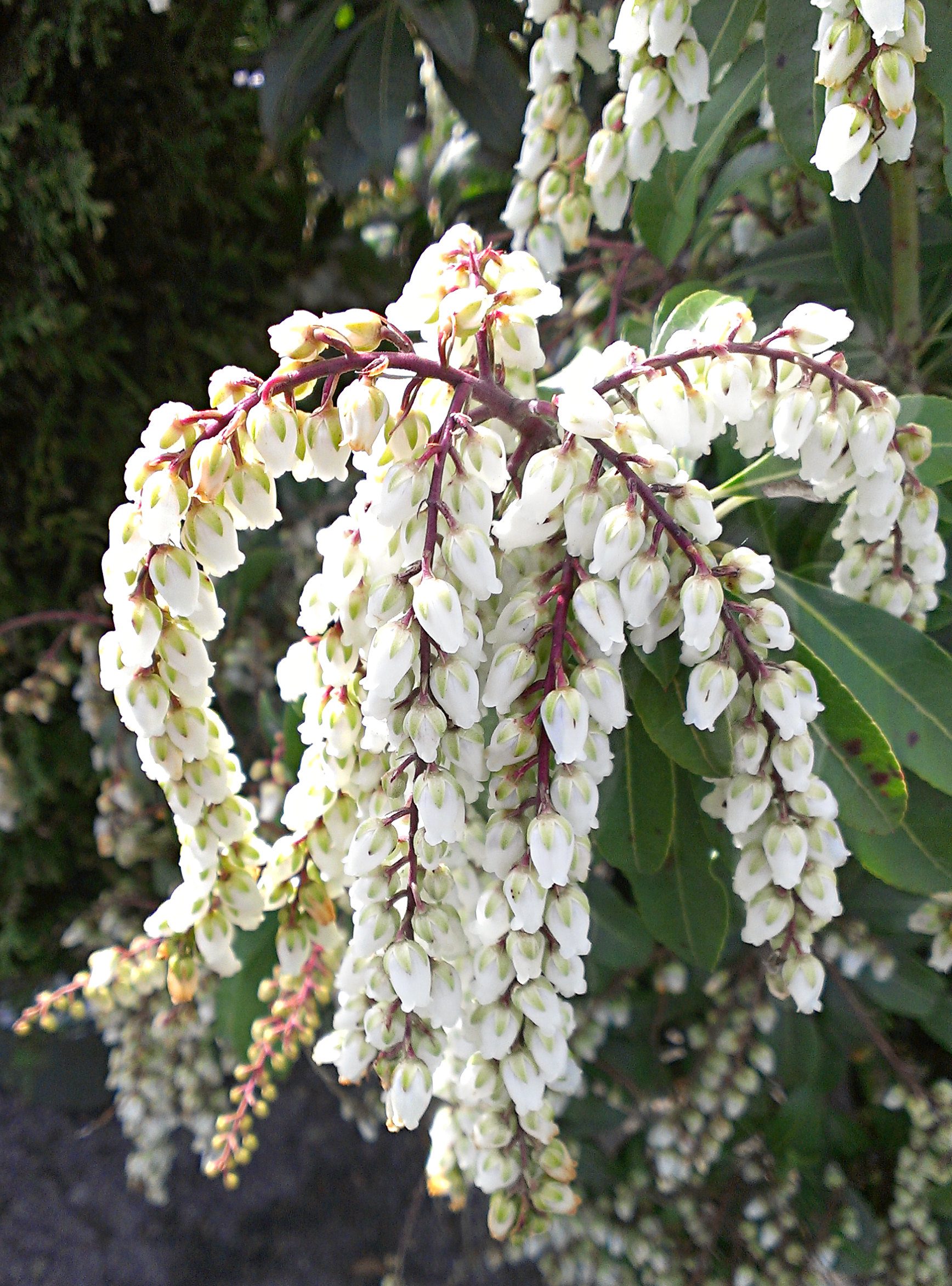 April Showcase Of Plants