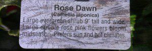 rosedawntag