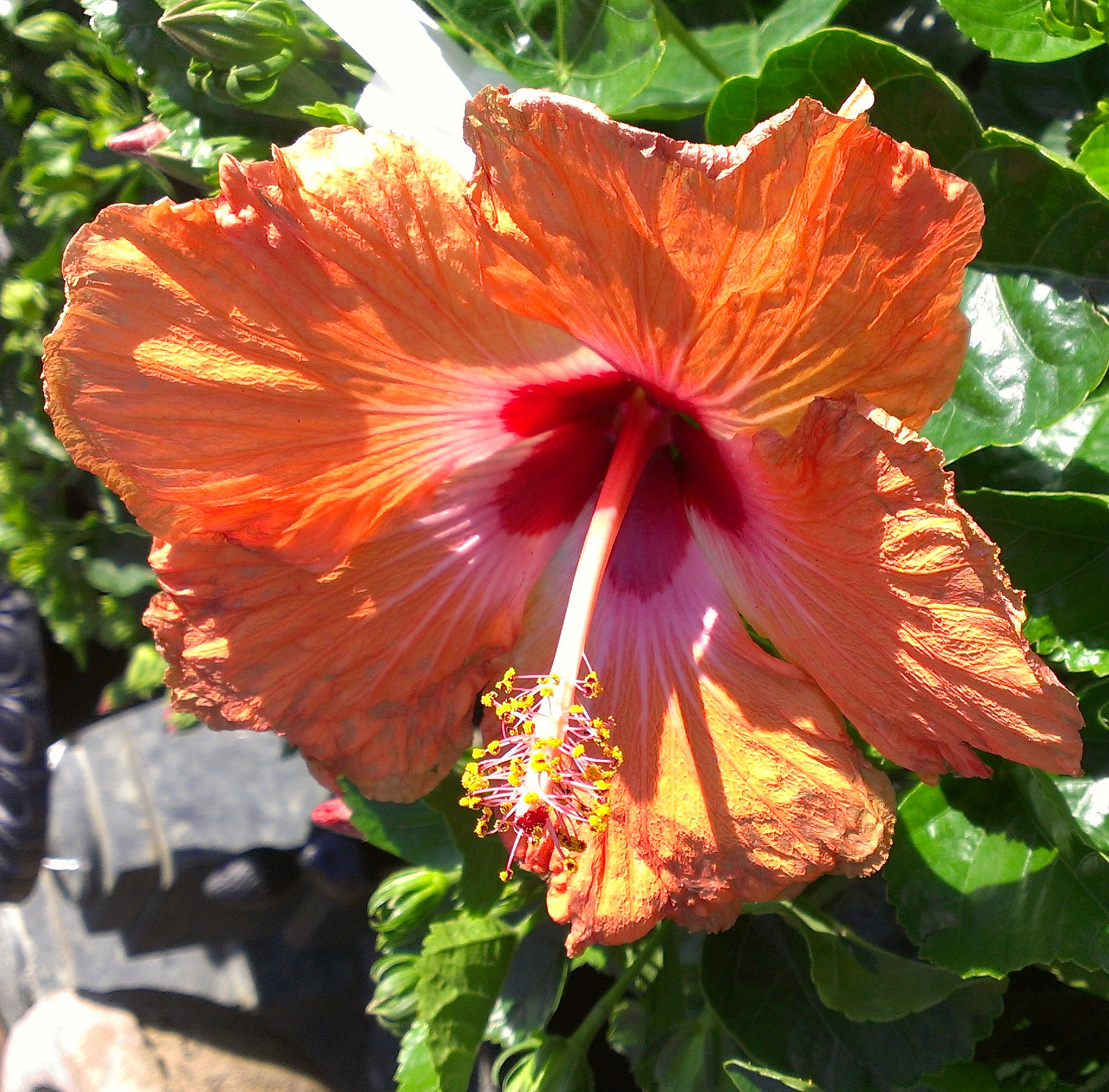 We’ll Show You The Lei! Tropical Hibiscus Are Here.