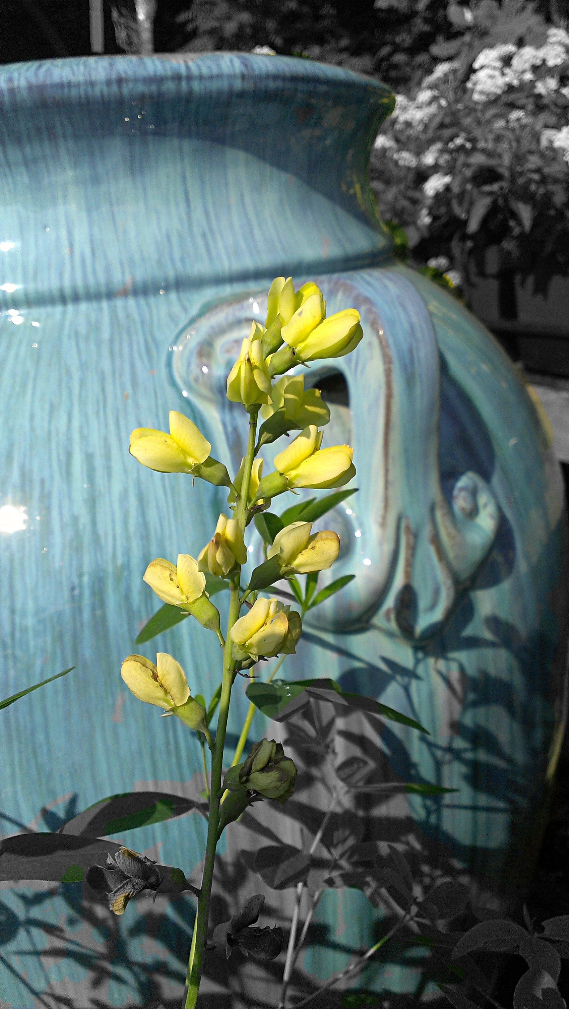 Perennials For You – Perennials For Everybody