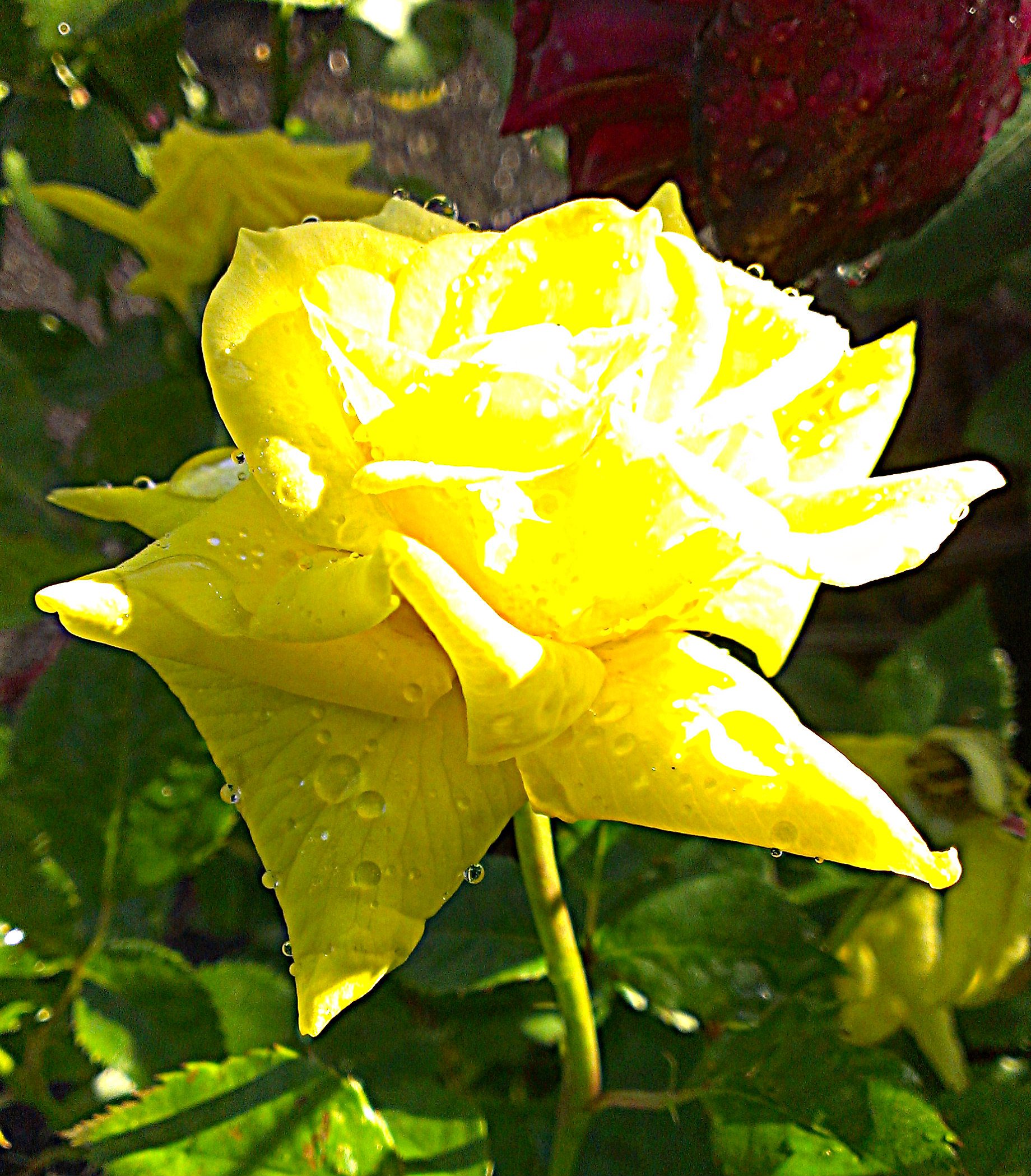 A Very Cool June Plant Showcase