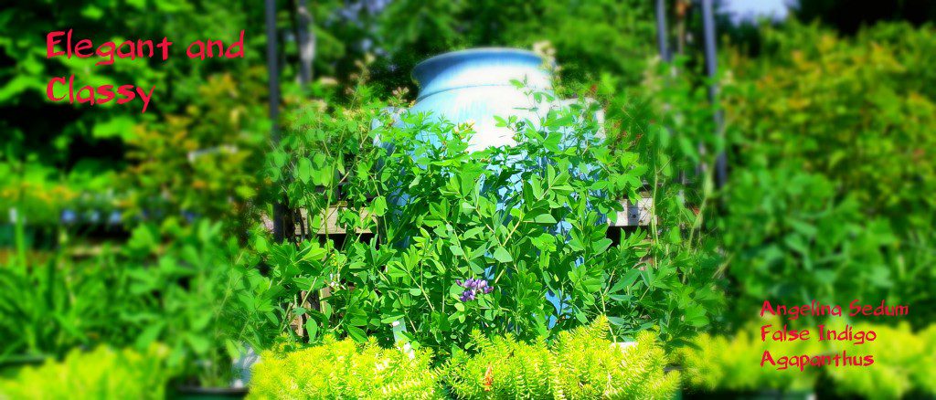 Sedums, Baptisia and Agapanthus