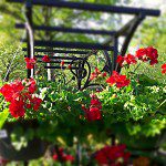 Nikkis is rather boring at times, and when she had the brainy idea of getting everybody else's input on favorite plants, she kind of forgot about picking one out herself. With her love for German travel, she decided to pick a plant that reminded her of trips abroad - the red Geranium. Seen in just about every window box in the German countryside, the red Geranium is the perfect annual. Period.
