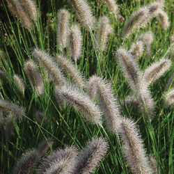 Ornamental Grasses – Easier To Grow Than Kudzu