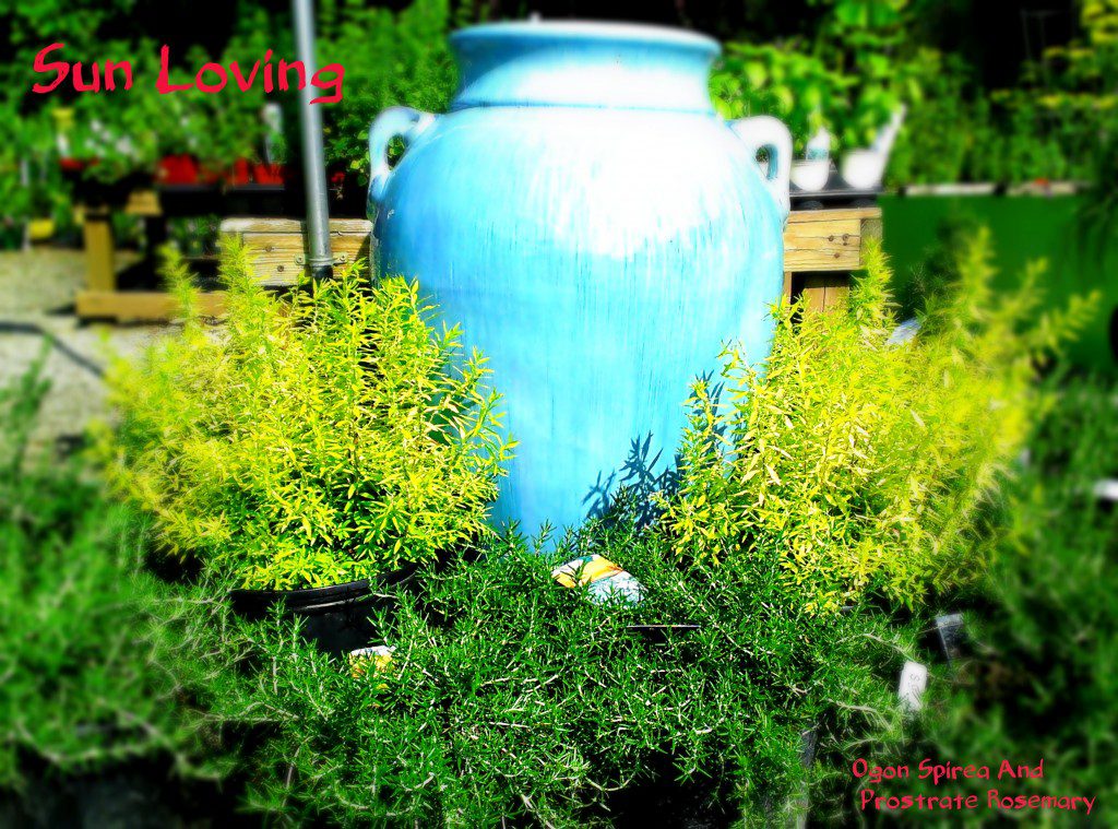 Prostrate Rosemary and Spiraea