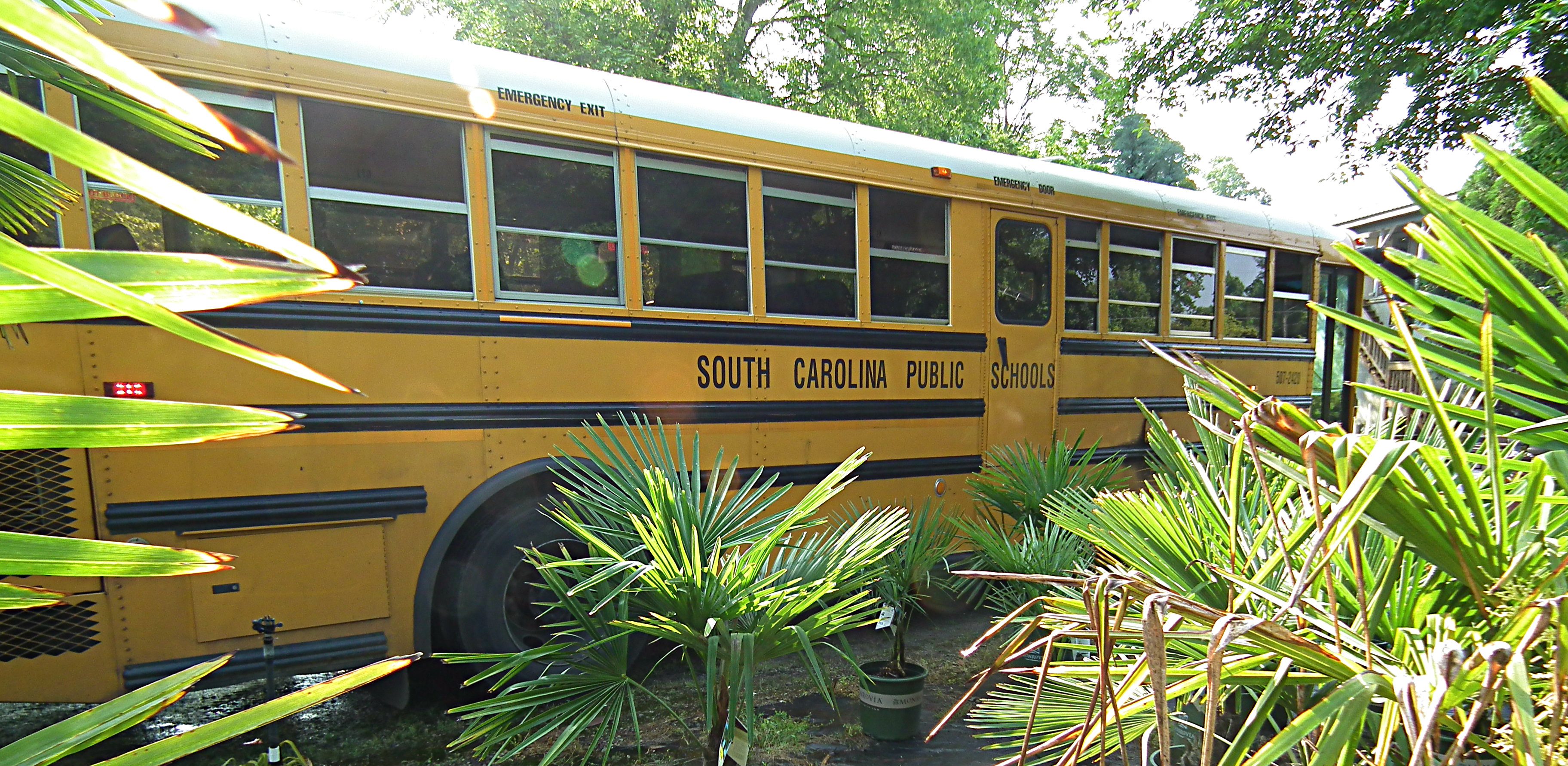 schoolbusinpalms