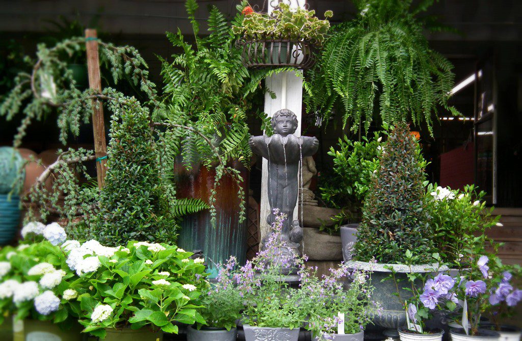 The June Showcase Of Plants