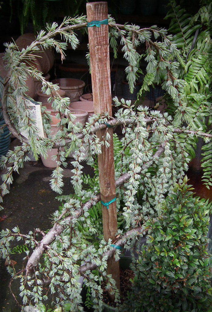 The Blue Atlas Cedar is a cool plant in many ways. Not only does it stand out from the rest of the ornamental conifers by being a funky shape, but it also has a cool blue color to its foliage. The Blue Atlas Cedar comes in other shapes as well, such as grafted on a standard AND a low growing ground cover shrub. 