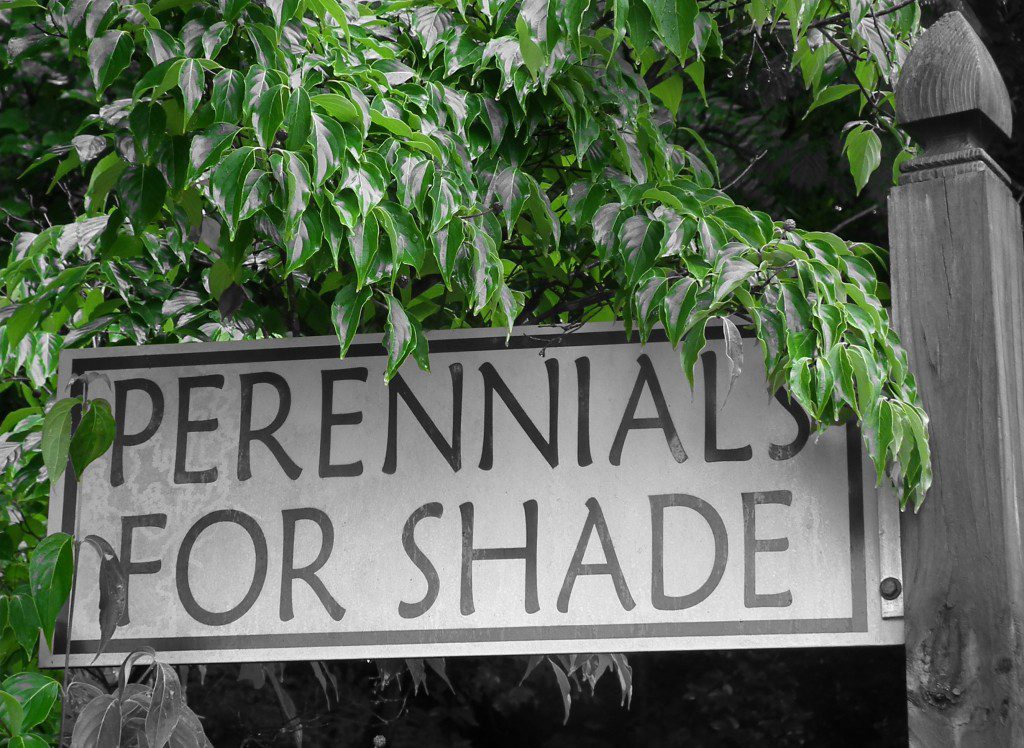 perennialsforshade