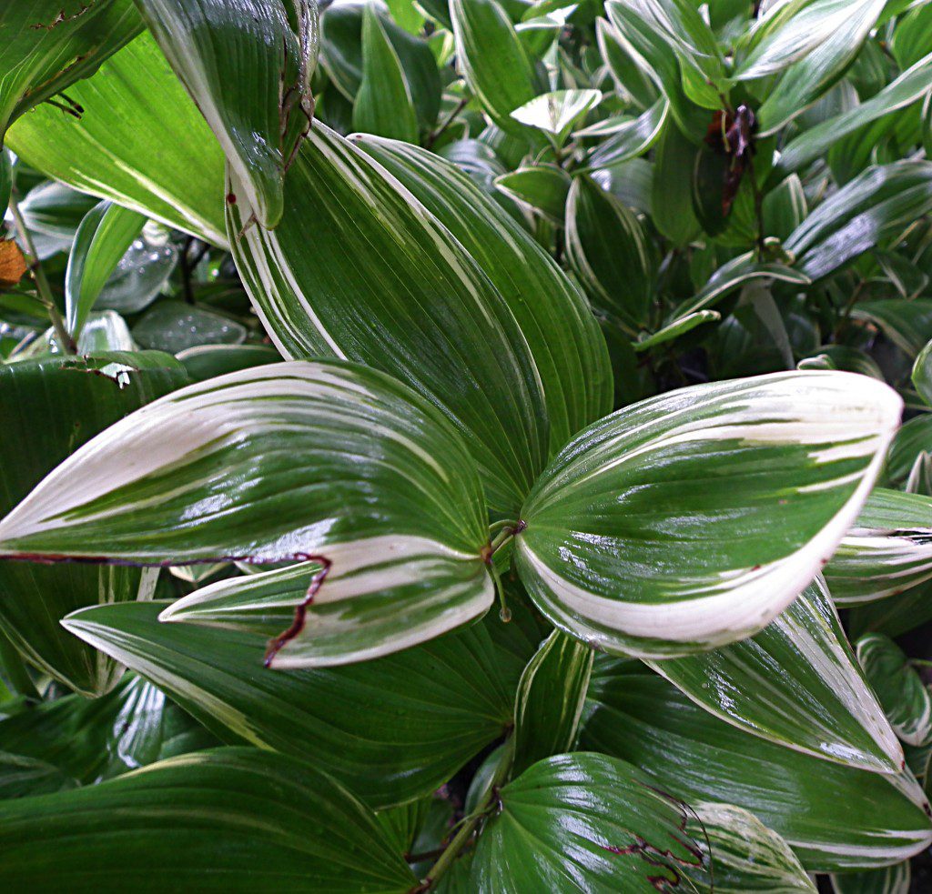 variagatedsolomonsseal