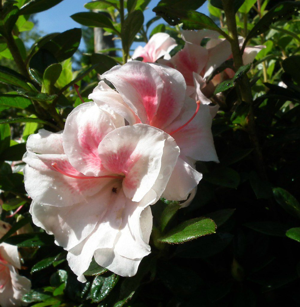 What?!?! An azalea blooming in the summer!?!? Yup, you've got it right, and the best thing is, the show has just begun. All encore azaleas (Belle included) will give you multiple presentations of flowers throughout the year. The Belle has a fantastic flower that has both dark pink, light pink and white all together on a tropical, exotic looking bloom. Don't worry, this azalea only gets about 3' tall and wide, so you can cram it in just about anywhere!