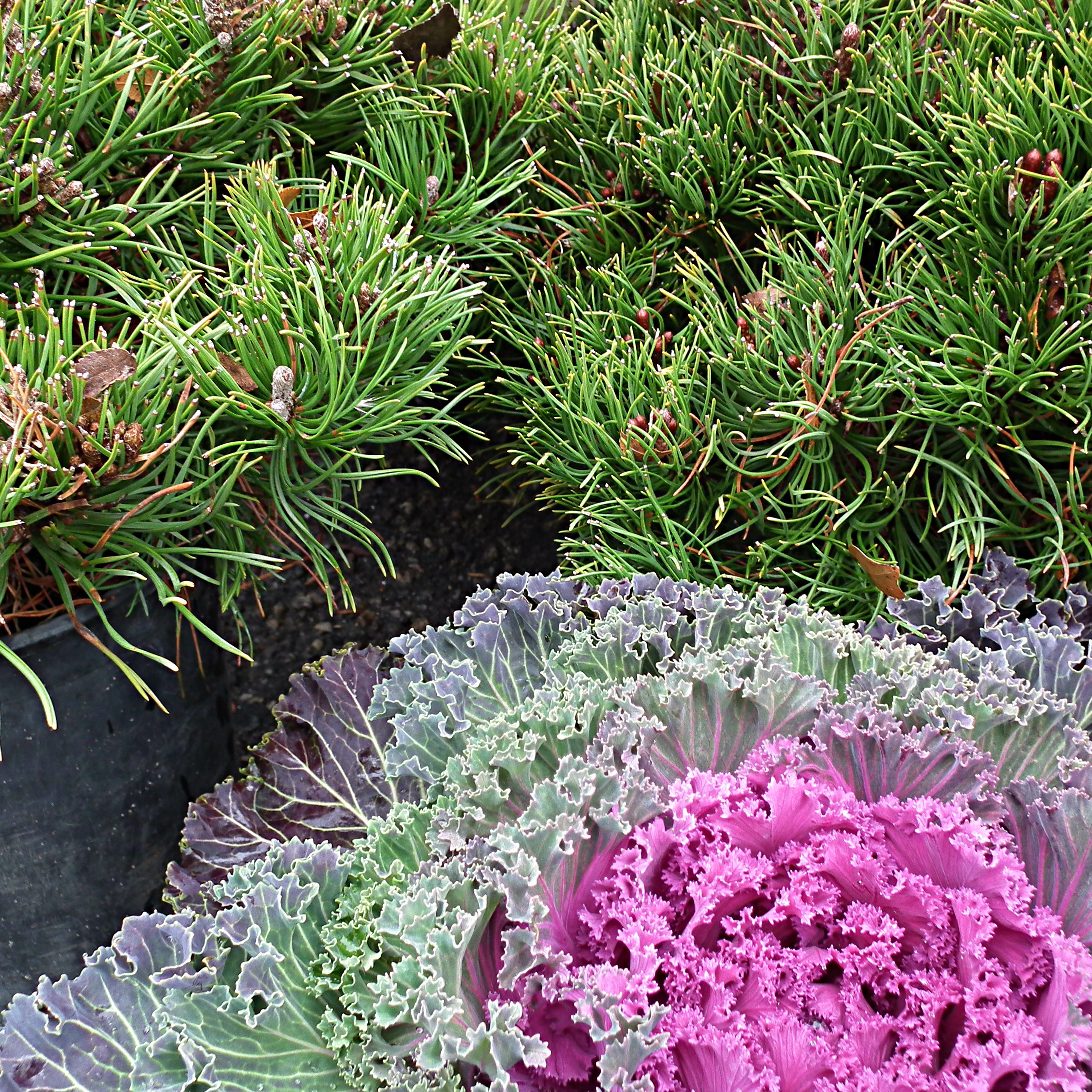 December Showcase Of Plants!