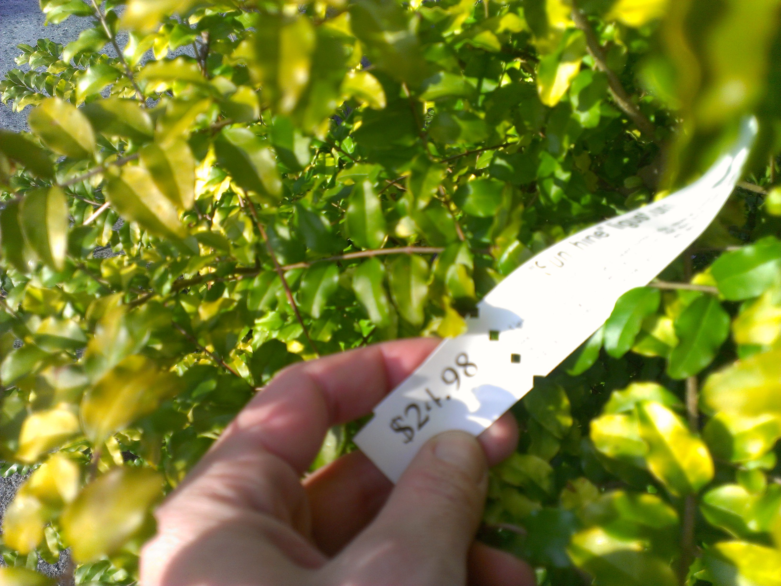 February Showcase Of Plants!