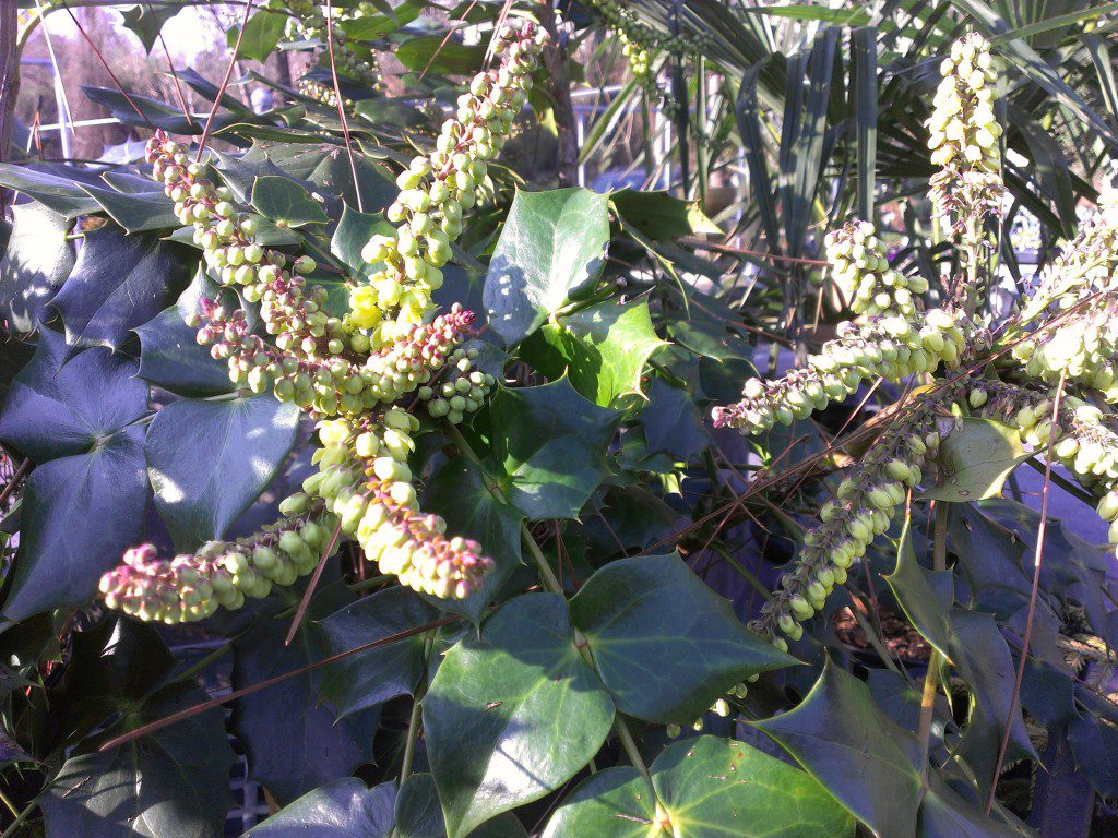 Hollies are overused, it's as easy as that. Why not use something like the Mahonia which not only give you a similar leaf shape, but a snazzier flower. In late winter, long strands of flowers appear upon the dark green foliage and drip off of the ends of the bush almost like earrings from an earlobe. The yellow pops out at the viewer and will bloom before most bugs are out and about. What a win-win situation, flowers and no bugs! These are incredibly tolerant to poor conditions and make great hedging plants!