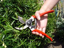 Pruning 101 – What you should and shouldn’t do
