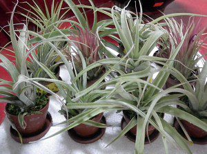 airplants
