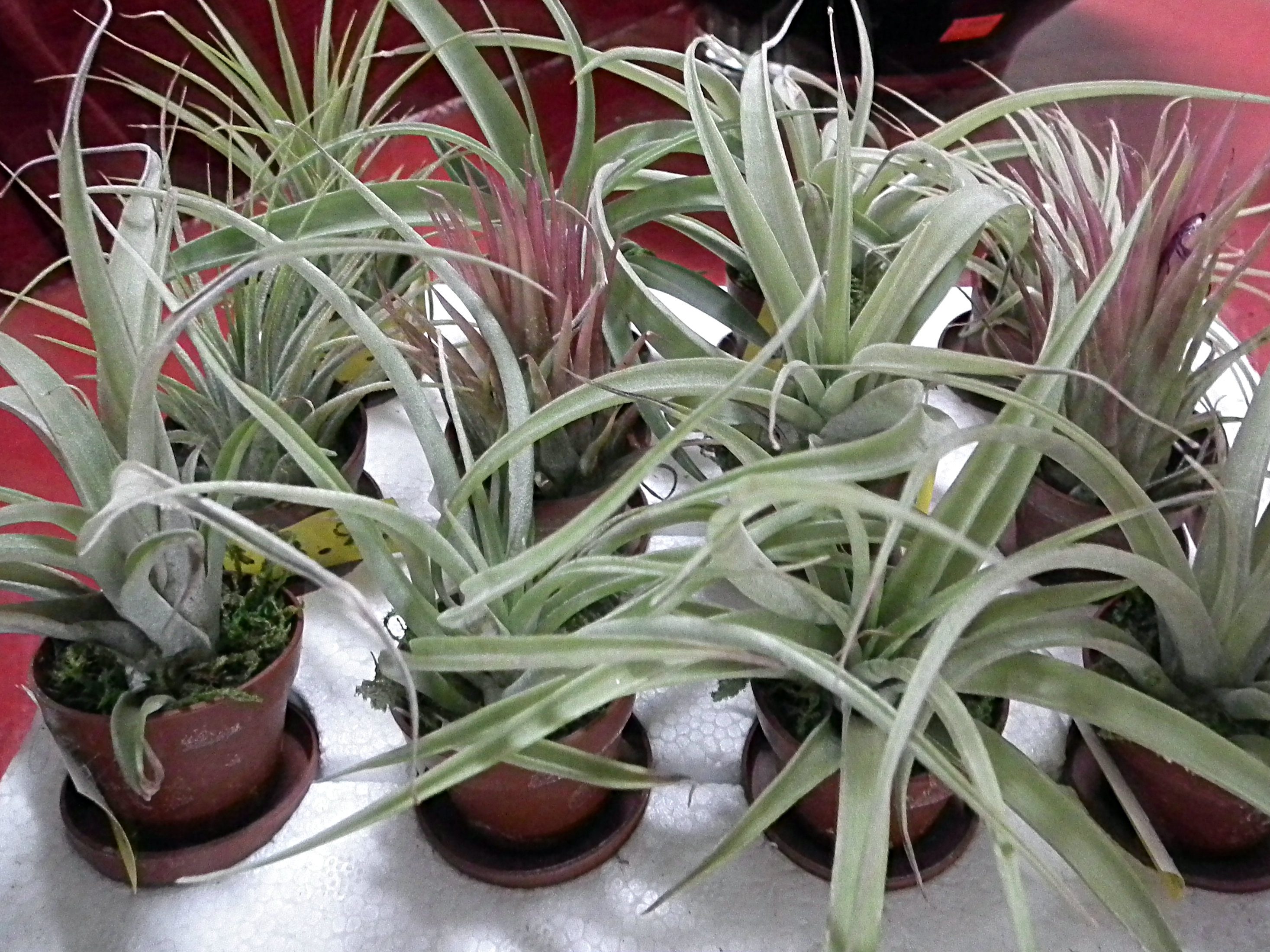 Air Plants – We’ve Got Them!