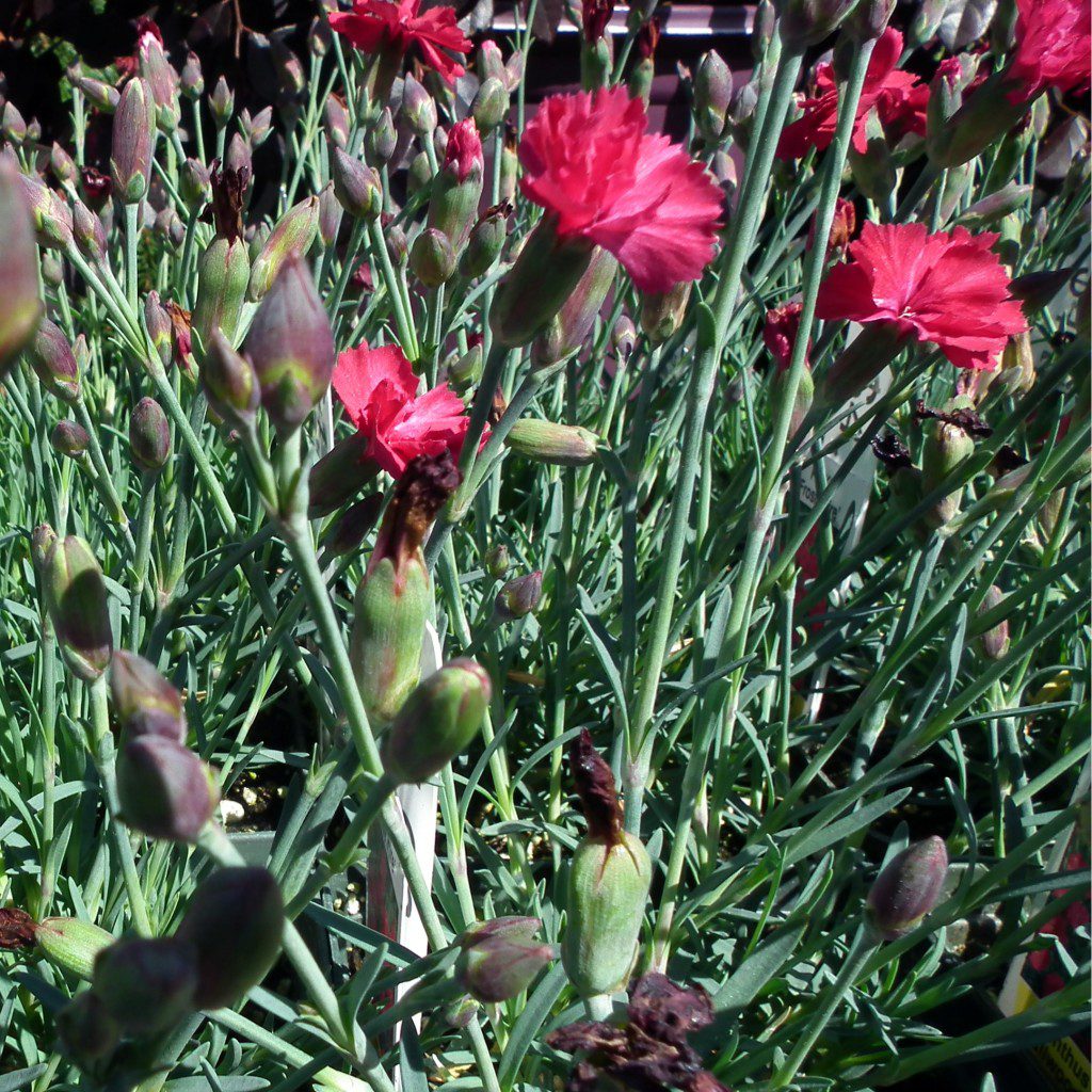 Dianthus