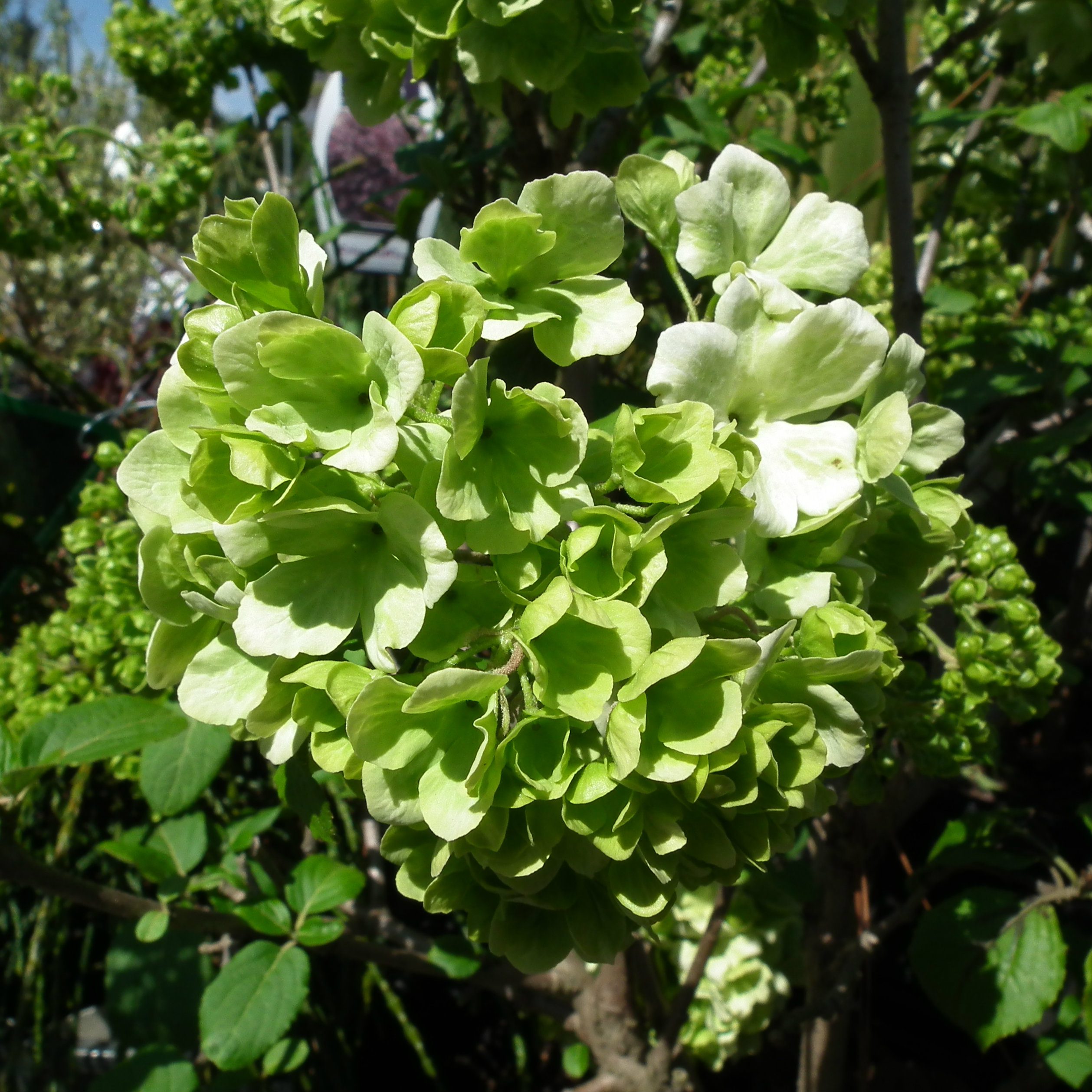 April Showcase Of Plants