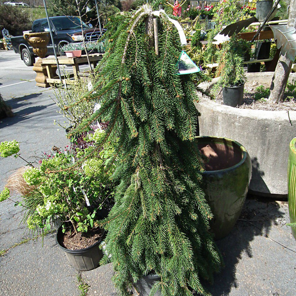 weepingnorwayspruce