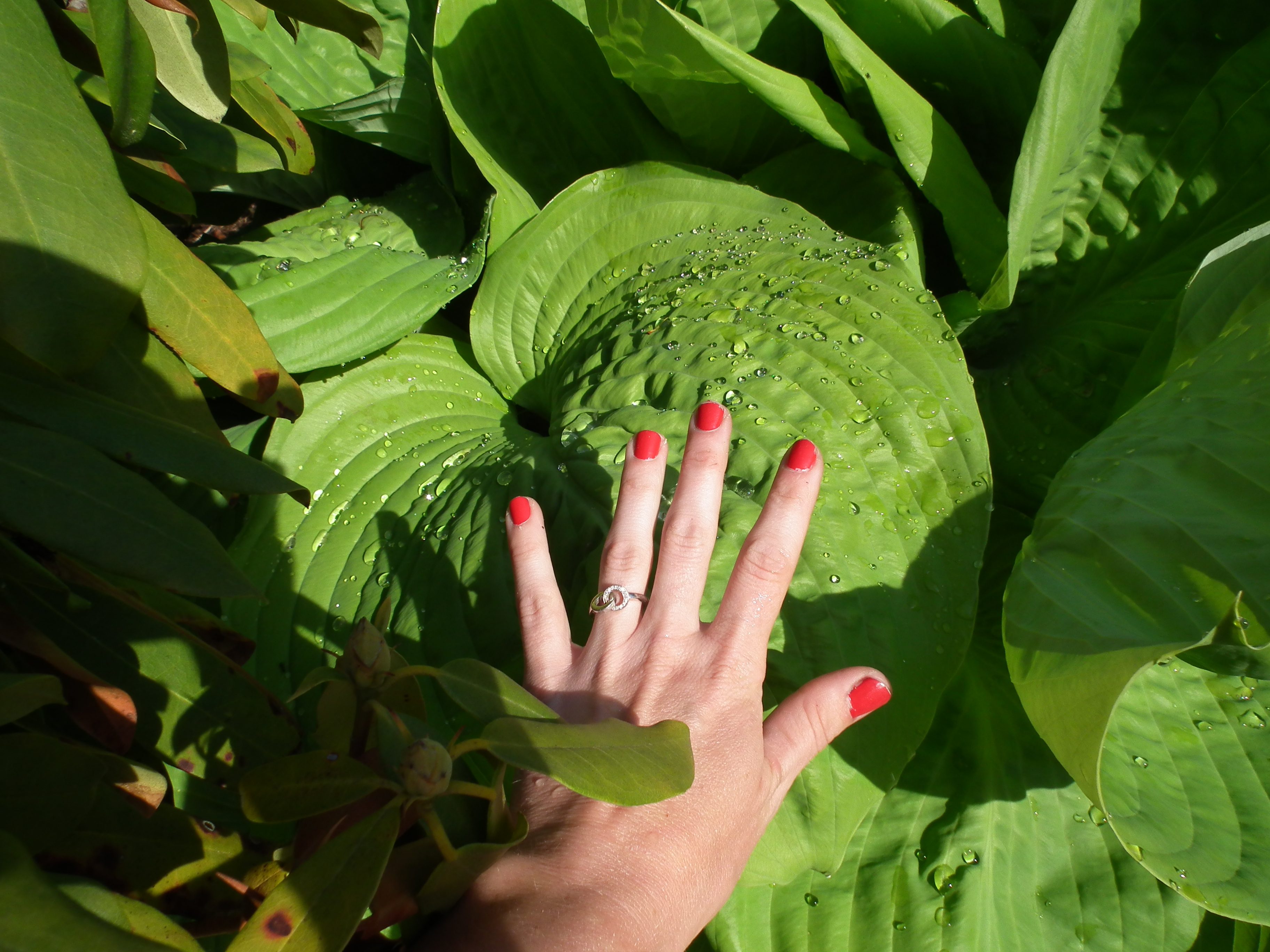The Hosta From Outer Space