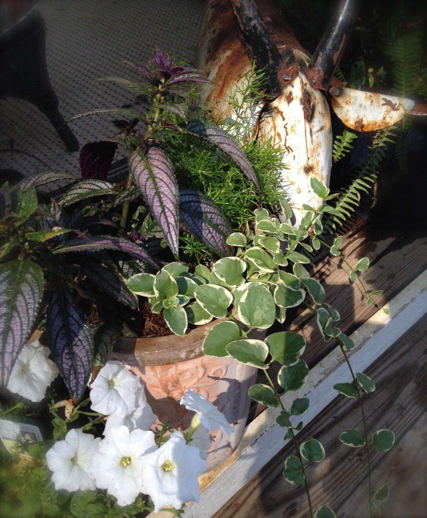 The bright white petunias really set a focal point in this unique container!