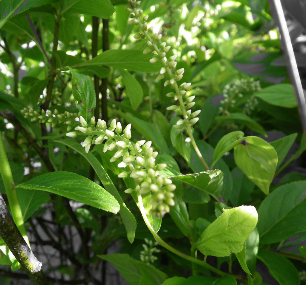 The Sweetspire is great shrub on all fronts. Not only does it give you some awesome long plumes of white flowers in the spring (all of May), it turns a spectacular shade of red in the fall. This color red really pops against a backdrop of blue (like seen in the spruce). Did we mention they're very fragrant and very easy to grow. They're native to the eastern reaches to the US. Woo hoo!