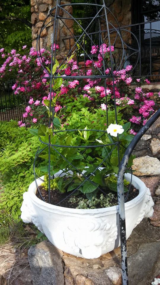 Container Gardener Of The Year 2014 Entries!