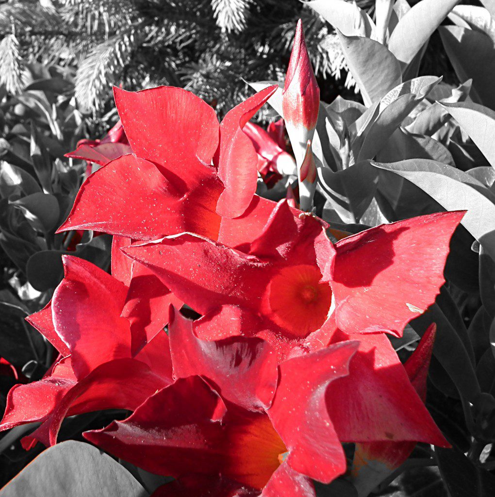 Most people think of Mandevilla as  a messy annual vine that will be a pain in the butt to remove from an arbor or fence at the end of they year. Remember, not all mandevilla are created equal, such as this fantastic bush mandevilla. Using these in the landscape as opposed to other mounding annuals that won't bloom as well when the weather gets hot. These spectacular red flowers will hold up better than hibiscus and withstand more heat than geraniums!